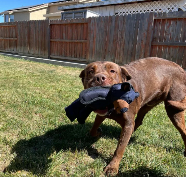 BullyBear Chew-Proof Toy