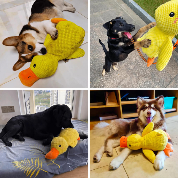 Quack & Cuddle Dog Toy